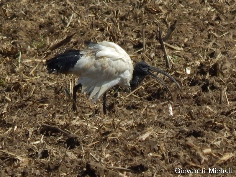 Ibis sacro (Threskiornis aethiopicus)